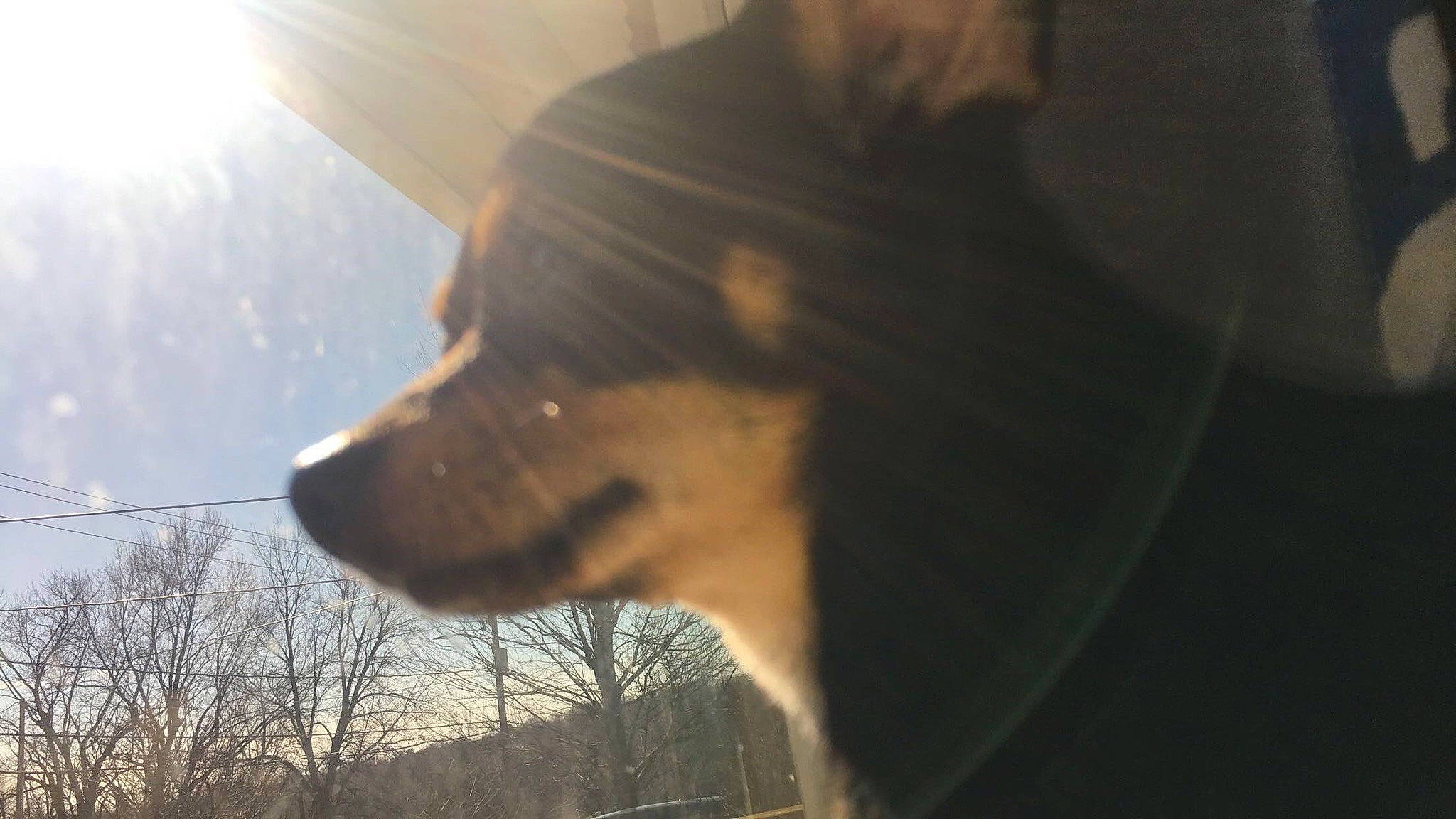 Carlos joined the competition — help win amazing prizes! canidae, carnivore, dog, dog_breed, ear, fawn, guard_dog, nose, snout, sunlight