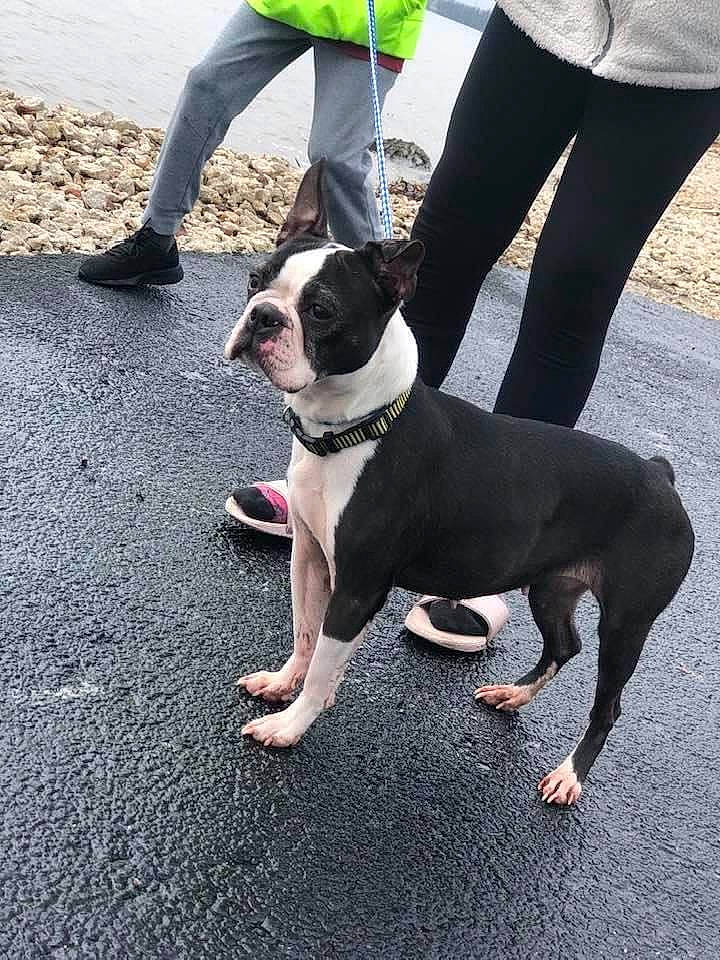 Jazzy joined the competition — help win amazing prizes! adventure, american_bulldog, american_pit_bull_terrier, american_staffordshire_terrier, boston_terrier, canidae, carnivore, companion_dog, dog, dog_breed, dog_walking, fawn, mammal, molosser, non_sporting_group, snout, sporting_group, staffordshire_bull_terrier, tail, vertebrate