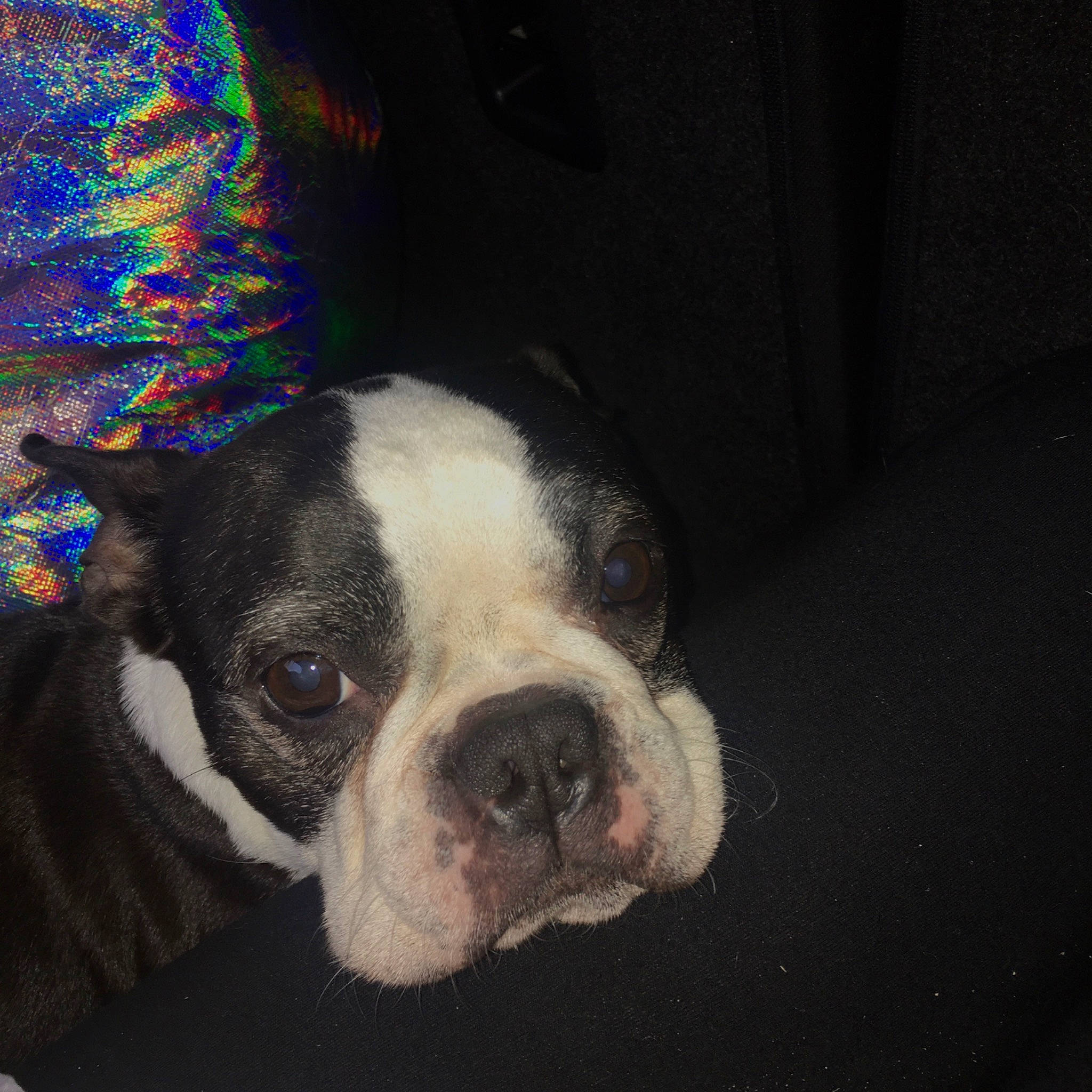 Jazzy is registered to the contest to win money with this photo: australian_bulldog, boston_terrier, canidae, carnivore, companion_dog, dog, dog_breed, ear, fawn, french_bulldog, mammal, molosser, non_sporting_group, nose, puppy, skin, snout, toy_bulldog, valley_bulldog, vertebrate