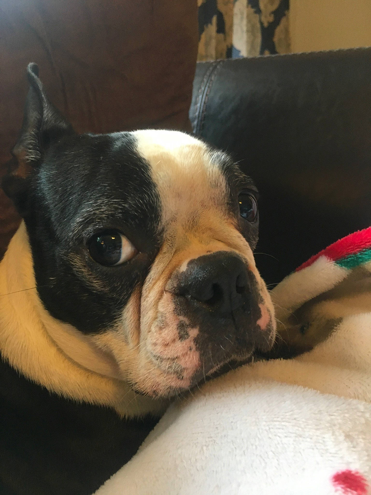 Jazzy is registered to the contest to win money with this photo: boston_terrier, canidae, carnivore, companion_dog, dog, dog_breed, ear, fawn, french_bulldog, mammal, non_sporting_group, nose, puppy, puppy_love, skin, snout, toy_bulldog, valley_bulldog, vertebrate, whiskers