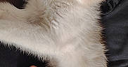 Comète participe au concours pour gagner de l'argent avec cette photo : kitten, cat, pet, furry, blue_eyes, hand, resting, cute, animal, indoor, closeup, young, comfort, soft, whiskers, fur, domestic, looking, relaxed, person