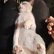 Comète participe au concours pour gagner de l'argent avec cette photo : kitten, cat, sleeping, paws, pink_paws, fluffy, relaxed, lap, hand, feline, pet, domestic_animal, whiskers, tail, cute, indoor, soft_lighting, animal, young, resting