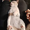 kitten, cat, sleeping, paws, pink_paws, fluffy, relaxed, lap, hand, feline, pet, domestic_animal, whiskers, tail, cute, indoor, soft_lighting, animal, young, resting