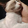 Comète a rejoint le concours — aidez-le/la à gagner de superbes lots ! cat, animal, pet, relaxation, sleeping, hand, feline, whiskers, fur, closeup, comfort, cute, domestic_animal, mammal, resting, indoor, peaceful, adorable, touch, companionship