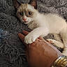 Comète a rejoint le concours — aidez-le/la à gagner de superbes lots ! kitten, cat, paw, hand, bracelets, blanket, fur, blue_eyes, cozy, indoor, pet, animal, touch, resting, cute, soft, close_up, young, curious, feline