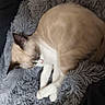 cat, sleeping, fluffy_blanket, cozy, fur, pet, animal, resting, indoor, cute, whiskers, paws, relaxation, soft_texture, domestic_cat, mammal, feline, peaceful, napping, comfort