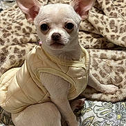 Lilly joined the competition — help win amazing prizes! dog, chihuahua, puppy, pet, small_dog, animal, cute, ears, coat, blanket, pattern, leopard_print, indoor, sitting, fur, bed, looking, alert, white_dog, companion