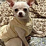 dog, chihuahua, puppy, pet, small_dog, animal, cute, ears, coat, blanket, pattern, leopard_print, indoor, sitting, fur, bed, looking, alert, white_dog, companion