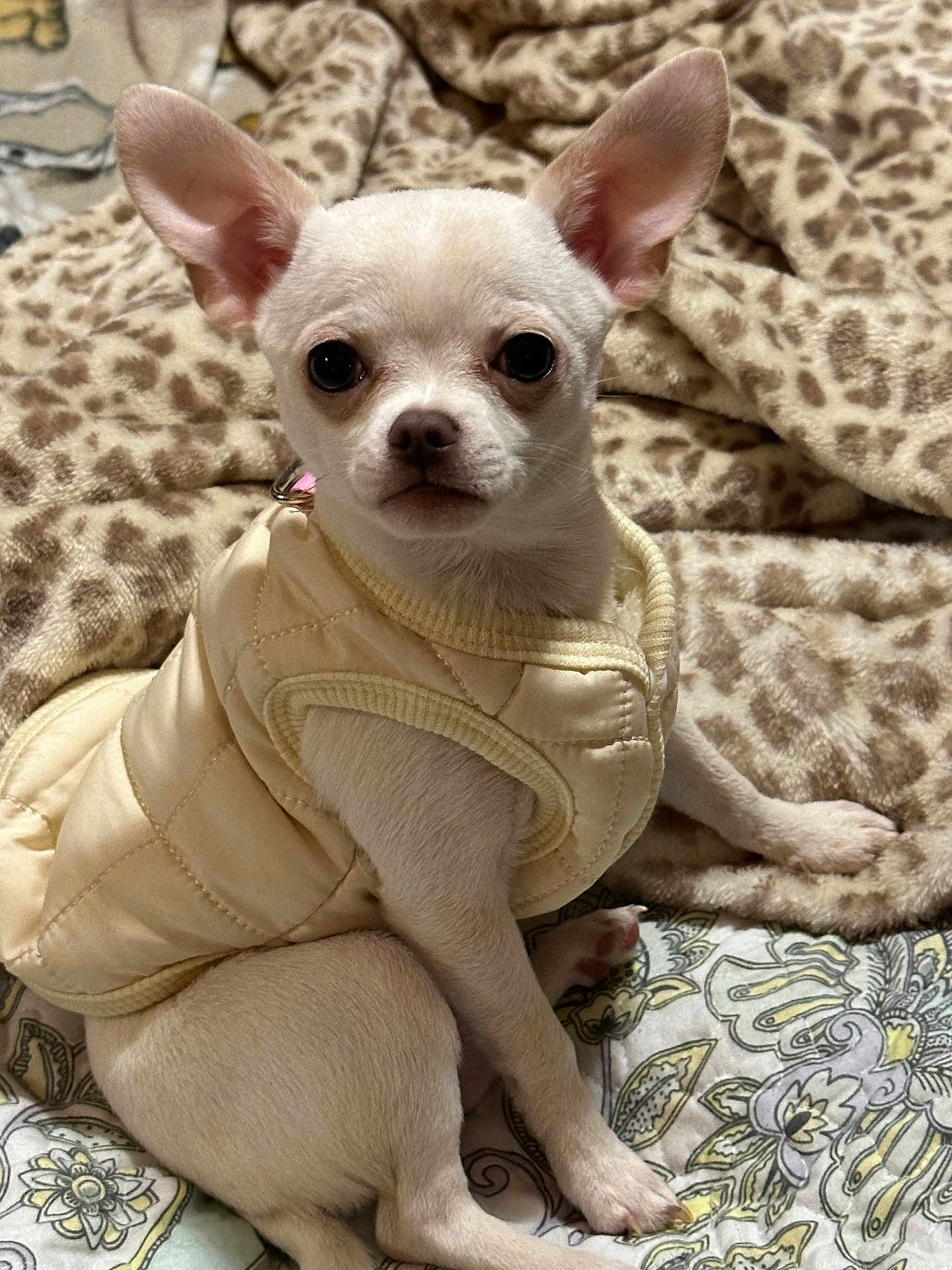 Lilly