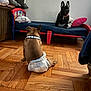 dog, diaper, bed, pillow, stuffed_animal, wooden_floor, indoor, pet, brown_dog, black_dog, collar, furniture, toy, resting, floor, animal, cute, domestic_animal, small_bed, room