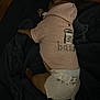 dog, pet, hoodie, diaper, blanket, floor, indoor, brown_dog, sleeping, resting, clothing, small_dog, cute, cozy, animal, fur, paw, relaxing, domestic_animal, canine