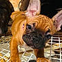 dog, puppy, french_bulldog, pet, indoor, brown_fur, ears, face, curious, looking_at_camera, wooden_surface, grid_surface, companion, animal, close_up, floor_tiles, paw, collar, cute, young