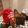 dog, french_bulldog, pet, dress, red_bow, tile_floor, bathroom, brown_dog, black_and_white_tiles, cute, looking_up, indoor, floor, animal, costume, small_dog, white_wall, household, companion, domestic_animal