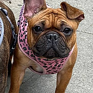 Skyleen is registered to the contest to win money with this photo: dog, french_bulldog, pet, animal, leash, harness, pink, sidewalk, concrete, ears, curious, brown, closeup, outdoor, cute, mammal, portrait, walking, canine, companion