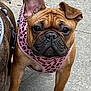 dog, french_bulldog, pet, animal, leash, harness, pink, sidewalk, concrete, ears, curious, brown, closeup, outdoor, cute, mammal, portrait, walking, canine, companion