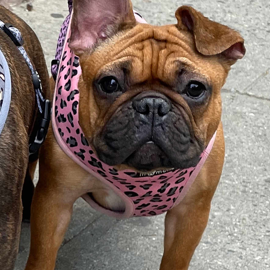 Skyleen is registered to the contest to win money with this photo: animal, brown, canine, closeup, companion, concrete, curious, cute, dog, ears, french_bulldog, harness, leash, mammal, outdoor, pet, pink, portrait, sidewalk, walking