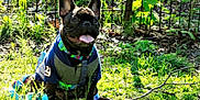 Ace is registered to the contest to win money with this photo: dog, french_bulldog, grass, leash, shirt, outdoor, pet, sunlight, happy, tongue_out, greenery, fence, playing, canine, animal, summer, nature, collar, sitting, daytime