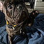 dog, french_bulldog, pet, indoor, bed, blanket, paw, collar, curious, brindle, furniture, curtain, dressing_table, raised_paw, close_up, domestic_animal, canine, companion, animal, cute
