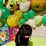 dog, pug, hoodie, balloons, birthday, party, gift_bags, cartoon_characters, green, yellow, pink, celebration, tablecloth, tongue_out, pet, indoor, cute, smiling, festive, animal