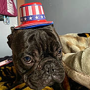Ace joined the competition — help win amazing prizes! dog, french_bulldog, hat, patriotic, red, white, blue, stars, stripes, blanket, indoor, closeup, pet, face, wrinkles, expression, cozy, furniture, nike_bag, wall