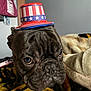 dog, french_bulldog, hat, patriotic, red, white, blue, stars, stripes, blanket, indoor, closeup, pet, face, wrinkles, expression, cozy, furniture, nike_bag, wall