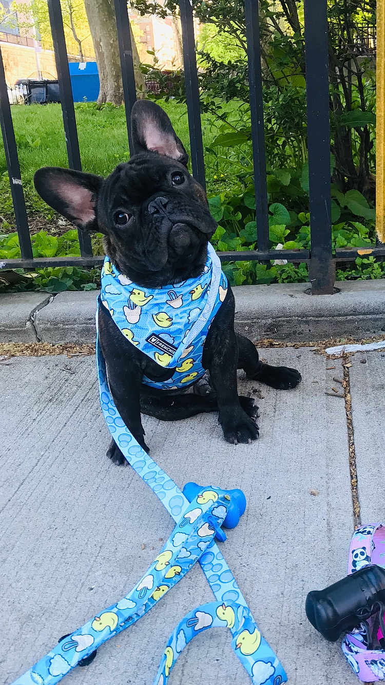 Ace joined the competition — help win amazing prizes! dog, french_bulldog, puppy, pet, leash, harness, sidewalk, fence, greenery, plants, outdoor, cute, animal, black_dog, sitting, head_tilt, sunlight, playful, young_dog, canine