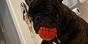 Ace joined the competition — help win amazing prizes! dog, french_bulldog, toy, basketball, bathtub, bathroom, towel, pet, indoor, playful, curious, animal, paw, claw, face, ears, household, pet_toy, companion, fun