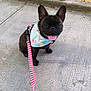 Ace joined the competition — help win amazing prizes! dog, french_bulldog, leash, bandana, sidewalk, concrete, outdoor, pet, happy, tongue_out, ears_up, animal, canine, walk, fence, park, daylight, closeup, sitting, cute