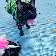Ace is registered to the contest to win money with this photo: dog, french_bulldog, puppy, pet, animal, costume, unicorn, tongue_out, playful, outdoor, blue_floor, stick, green_outfit, black_dog, happy, cute, small_dog, fur, canine, pet_accessories