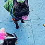 dog, french_bulldog, puppy, pet, animal, costume, unicorn, tongue_out, playful, outdoor, blue_floor, stick, green_outfit, black_dog, happy, cute, small_dog, fur, canine, pet_accessories