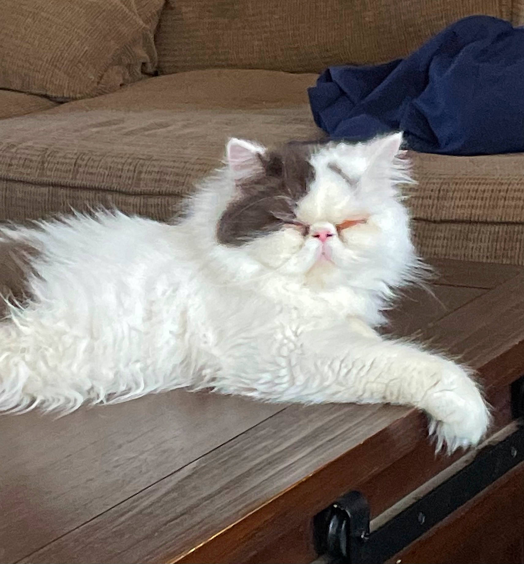 Mewow joined the competition — help win amazing prizes! carnivore, cat, claw, comfort, felidae, flooring, foot, fur, hardwood, natural_material, paw, persian, ragdoll, sitting, small_to_medium_sized_cats, tail, terrestrial_animal, whiskers, wood