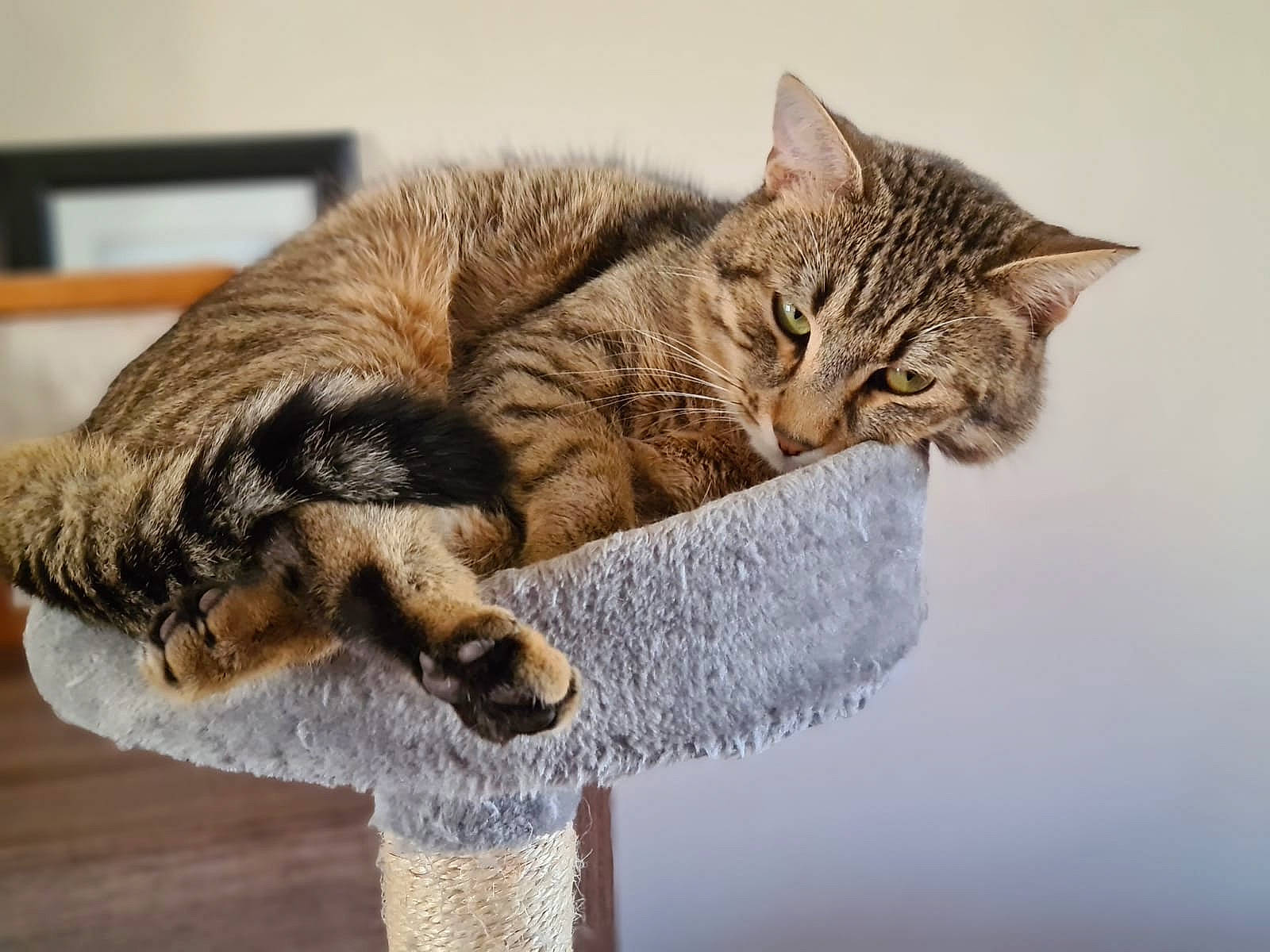 Cartoon a rejoint le concours — aidez-le/la à gagner de superbes lots ! carnivore, cat, claw, domestic_short_haired_cat, felidae, fur, mammal, nap, paw, sitting, small_to_medium_sized_cats, snout, tail, terrestrial_animal, tree, vertebrate, water, whiskers, wildlife, wood