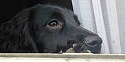 Archie is registered to the contest to win money with this photo: