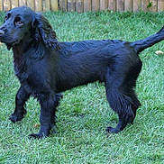 Archie is registered to the contest to win money with this photo: