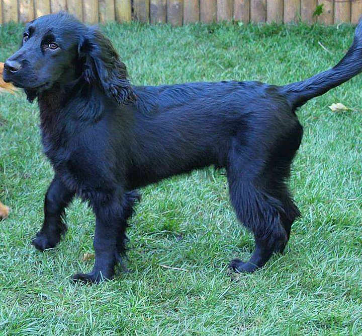 Archie