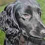 Archie is registered to the contest to win money with this photo: