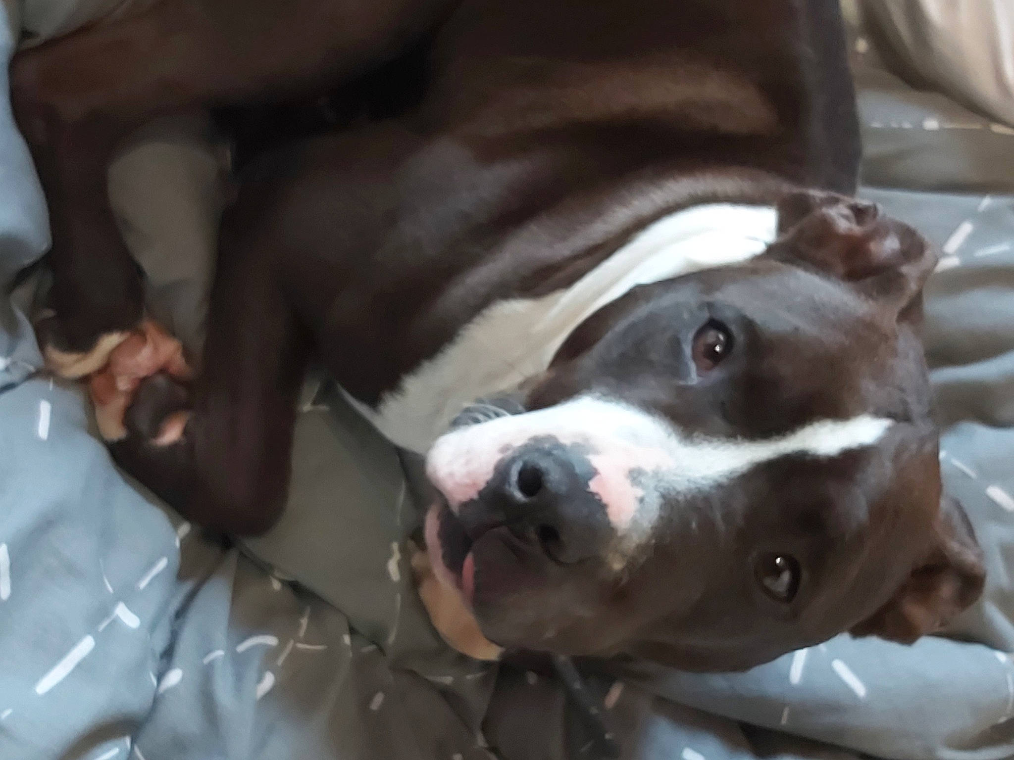 Locky a rejoint le concours — aidez-le/la à gagner de superbes lots ! american_bulldog, american_pit_bull_terrier, american_staffordshire_terrier, canidae, carnivore, dog, dog_breed, fawn, mammal, non_sporting_group, nose, pit_bull, snout, sporting_group, staffordshire_bull_terrier, whiskers