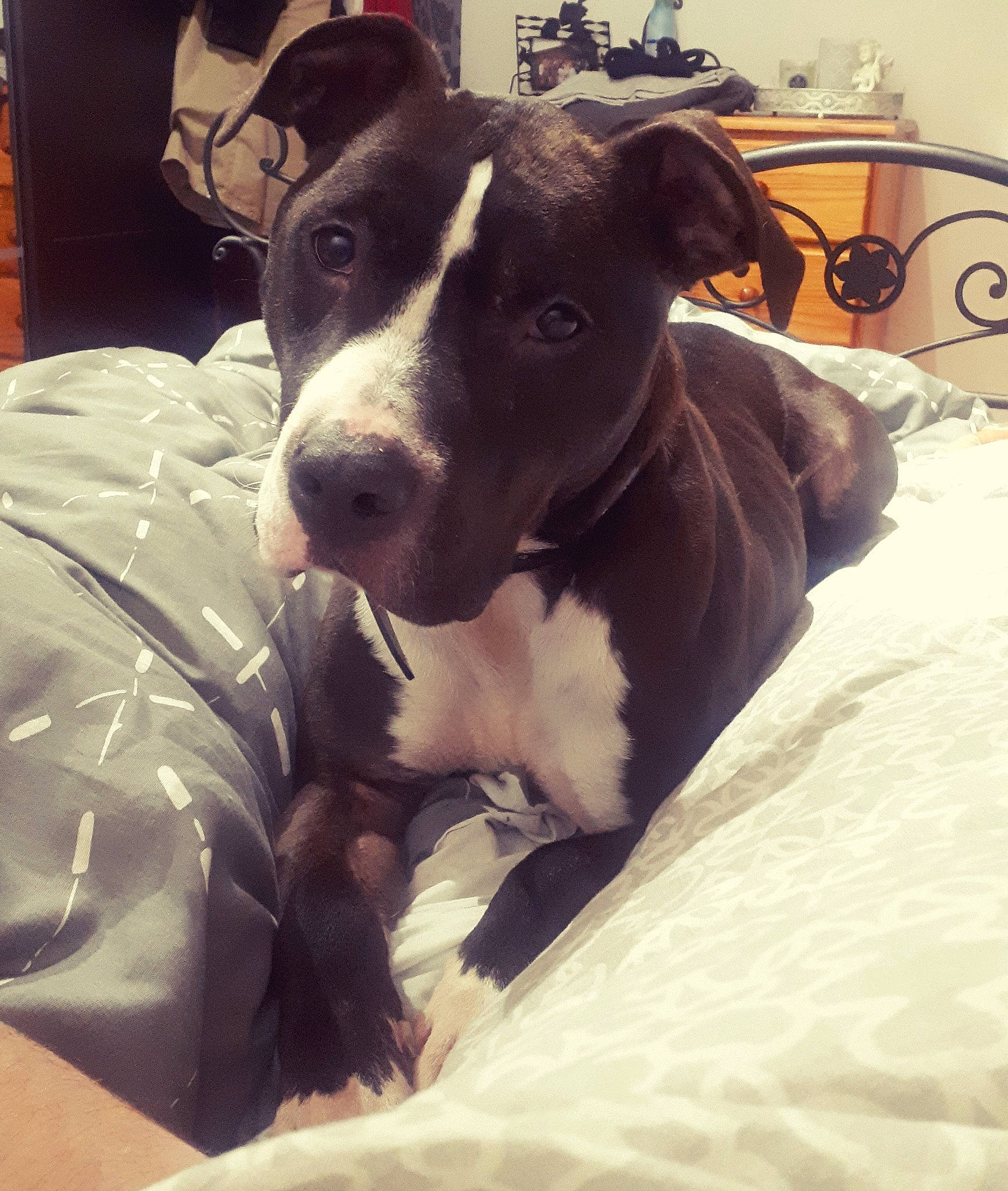 Locky a rejoint le concours — aidez-le/la à gagner de superbes lots ! american_pit_bull_terrier, american_staffordshire_terrier, canidae, carnivore, companion_dog, dog, dog_breed, ear, mammal, non_sporting_group, nose, pit_bull, puppy, snout, vertebrate, whiskers