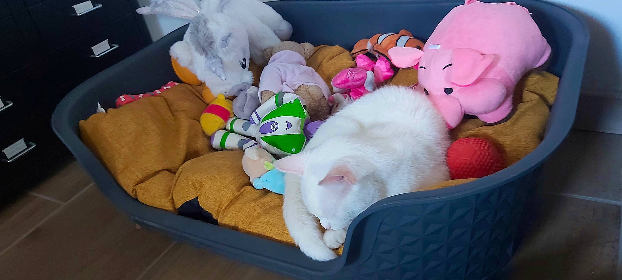 Nima a rejoint le concours — aidez-le/la à gagner de superbes lots ! baby_toys, basket, cat, cat_supply, comfort, companion_dog, domestic_short_haired_cat, fawn, felidae, fur, linens, plush, small_to_medium_sized_cats, stuffed_toy, tail, teddy_bear, thread, toy, whiskers, wool