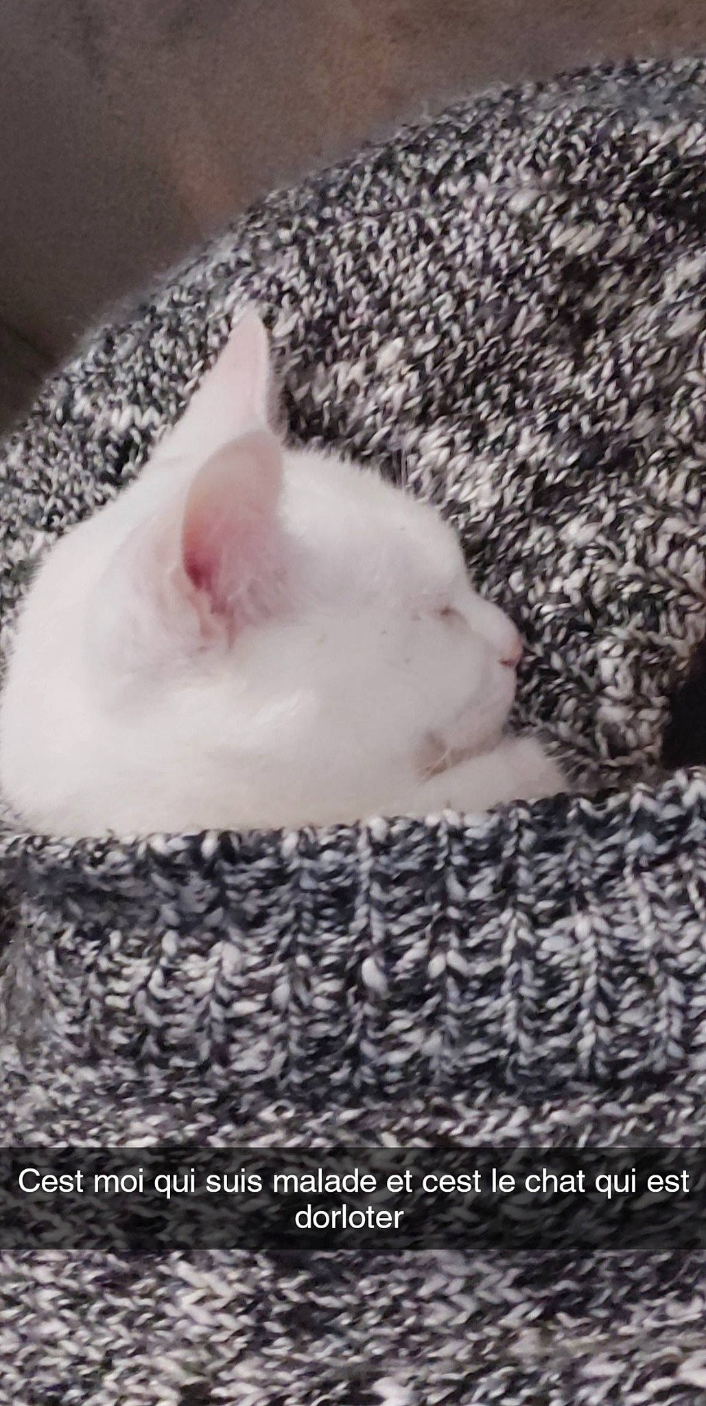 Nima participe au concours pour gagner de l'argent avec cette photo : canidae, carnivore, cloud, comfort, companion_dog, dog_breed, domestic_short_haired_cat, fawn, felidae, font, fur, grey, nap, pattern, paw, sky, small_to_medium_sized_cats, snout, tail, whiskers