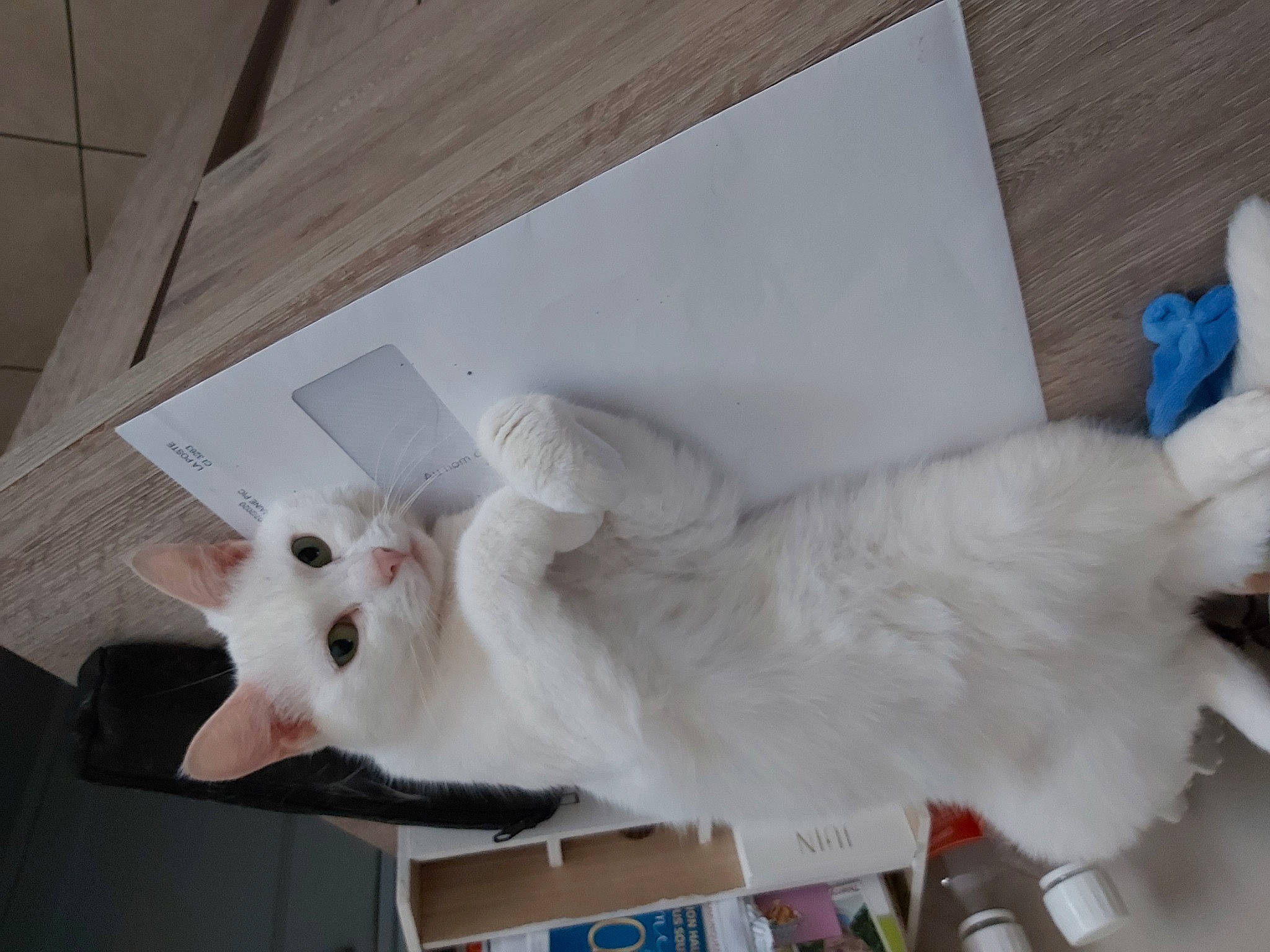 Nima participe au concours pour gagner de l'argent avec cette photo : canidae, carnivore, cat, cockatoo, companion_dog, domestic_short_haired_cat, felidae, fur, hardwood, paw, room, small_to_medium_sized_cats, sporting_group, tail, whiskers, wood