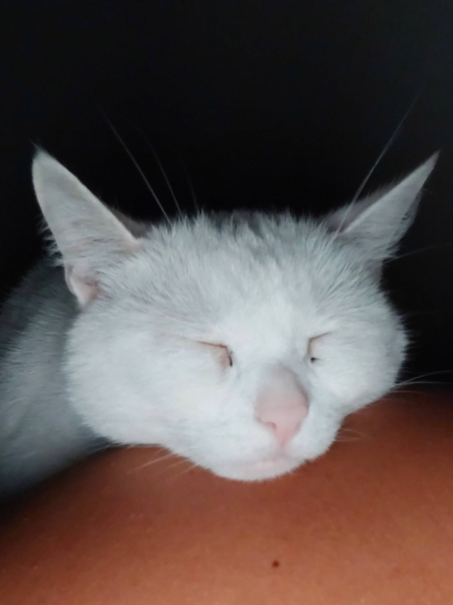 Nima a rejoint le concours — aidez-le/la à gagner de superbes lots ! carnivore, cat, claw, comfort, domestic_short_haired_cat, ear, fawn, felidae, foot, fur, paw, small_to_medium_sized_cats, snout, tail, whiskers