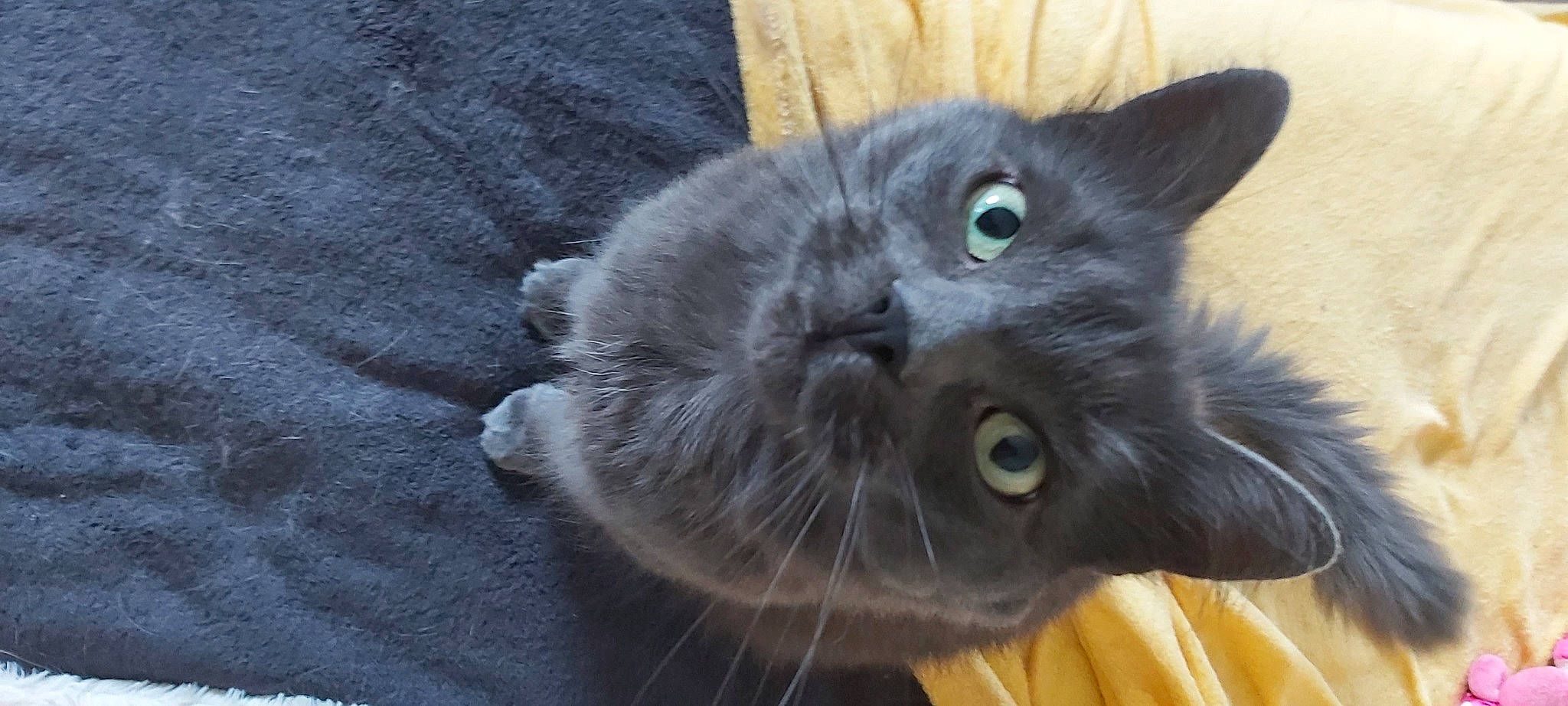 Bouli a rejoint le concours — aidez-le/la à gagner de superbes lots ! black_cat, carnivore, cat, claw, domestic_short_haired_cat, electric_blue, eye, felidae, fur, grey, paw, russian_blue, small_to_medium_sized_cats, snout, tail, terrestrial_animal, whiskers