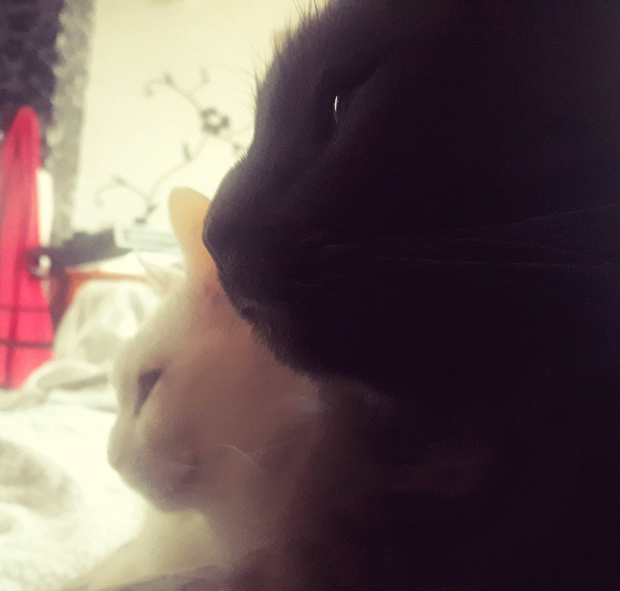 Bouli participe au concours pour gagner de l'argent avec cette photo : beauty, black_hair, cat, cheek, cloud, ear, eye, eyebrow, face, hair, head, lip, long_hair, mouth, nose, photography, skin, sky, snout, whiskers