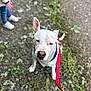 Kuro participe au concours pour gagner de l'argent avec cette photo : dog, white_dog, pet, leash, bandana, outdoor, gravel_path, greenery, person, jeans, sneakers, nature, animal, canine, walking, cute, one_ear_up, pink_nose, sitting, daytime