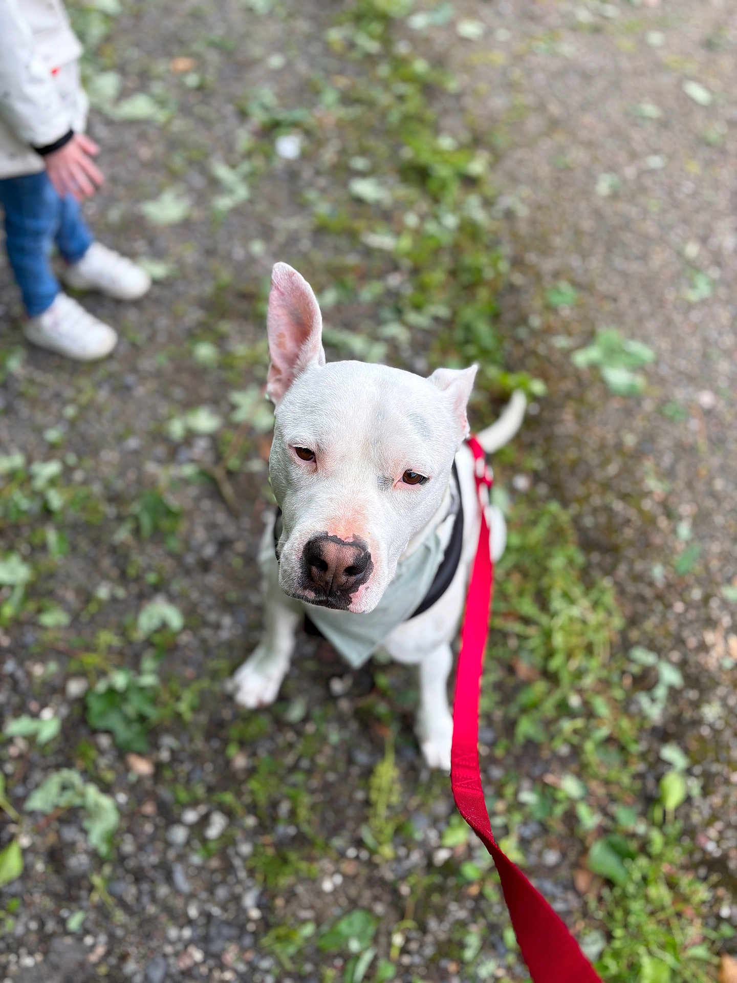 Kuro participe au concours pour gagner de l'argent avec cette photo : dog, white_dog, pet, leash, bandana, outdoor, gravel_path, greenery, person, jeans, sneakers, nature, animal, canine, walking, cute, one_ear_up, pink_nose, sitting, daytime