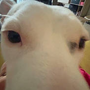 Kuro participe au concours pour gagner de l'argent avec cette photo : dog, close_up, white_dog, pet, indoor, living_room, furniture, television, curious, face, animal, cute, domestic_animal, eyes, nose, household, canine, portrait, room, blurred_background