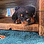 Zeus is registered to the contest to win money with this photo: animal, black_and_tan, carpet, cozy, cute, dog, ears, floor, fur, indoor, looking, paw, pet, puppy, relaxed, resting, rottweiler, snout, wooden_bench, young_dog