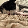 Meep Schmidt joined the competition — help win amazing prizes! kitten, sleeping, black_and_white, cat, close_up, carpet, fur, whiskers, paw, indoors, pet, resting, cute, animal, young, feline, cozy, soft, texture, background