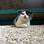 kitten, cat, black_and_white, carpet, cute, pet, animal, fur, whiskers, indoors, close_up, small, resting, curious, young, texture, floor, background, cozy, domestic